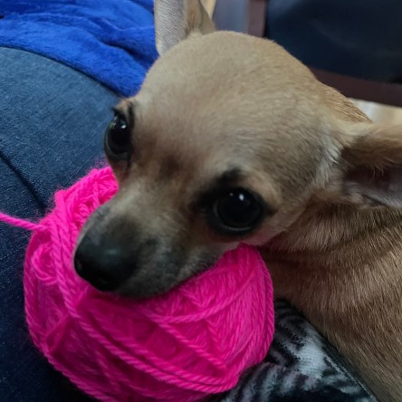 Kiwi resting on a ball of yarn